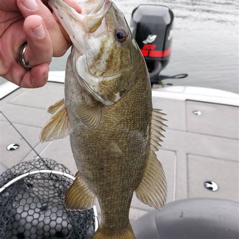 Laurel River Lake Fishing Report For Smallmouth Bassmay 5 2022