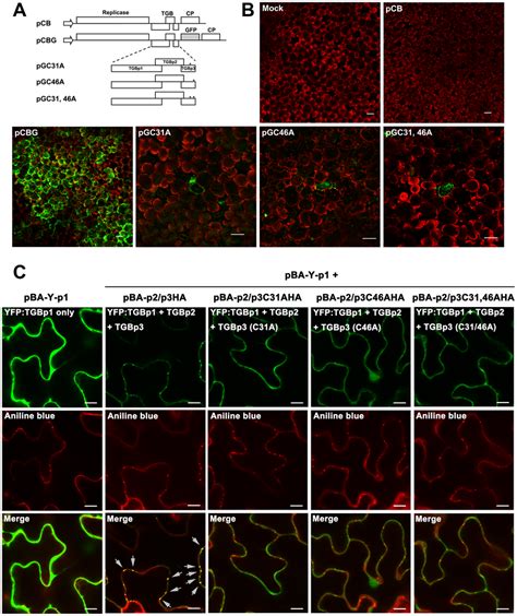 The Effects Of Cys To Ala Substitutions In Tgbp On Virus Cell To Cell