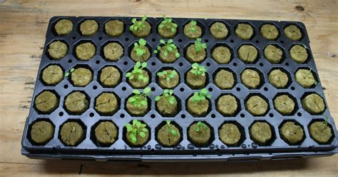 Practicing Hydroponics Grow 2 Seed Germination