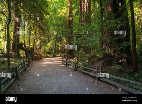 Henry Cowell Redwoods State Park Stock Photo Alamy