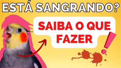 Calopsita sangrando na asa Vídeo rápido YouTube