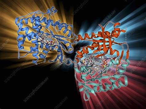 Adenylyl Cyclase Enzyme Molecule Stock Image F009 6007 Science