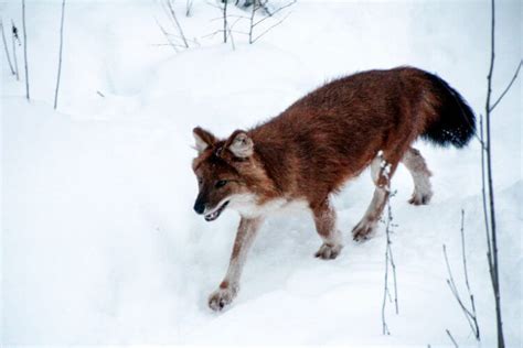 Ranua Wildlife Park: An Arctic Zoo - Pack More Into Life