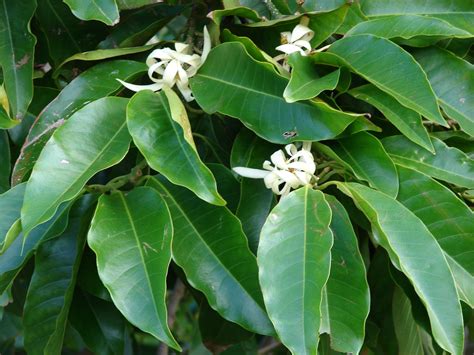 Magnolia Tree Leaf Identification