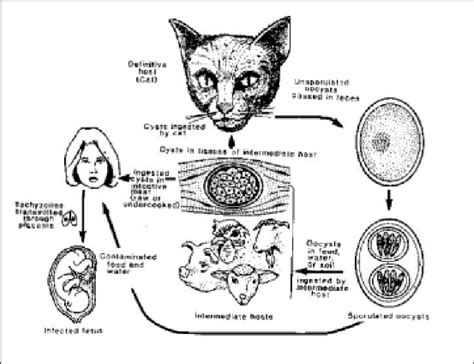 Life Cycle Of Toxoplasma Gondii Download Scientific Diagram