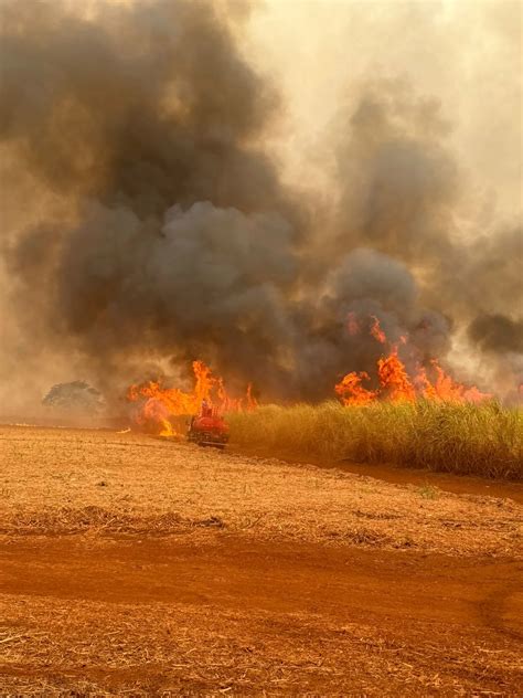 ORPLANA afirma que mais de 100 mil hectares em áreas de cana foram