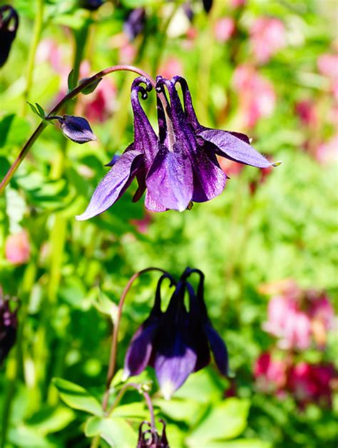 Aquilegia Vulgaris Beth Chatto S Plants And Gardens