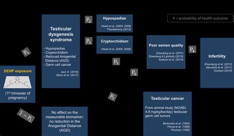 Health Outcome Tree For Exposure To Diethylhexyl Phthalate Dehp