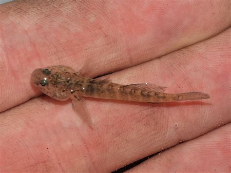 Maryland Biodiversity Project Naked Goby Gobiosoma Bosc