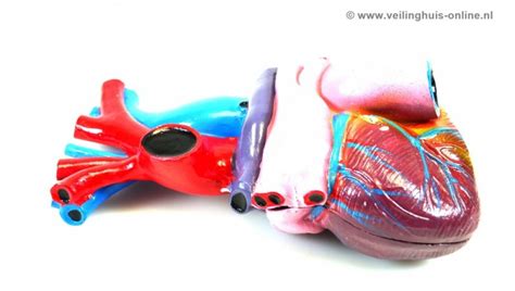 Veilinghuis Online Kavel Details Anatomie Model Hart