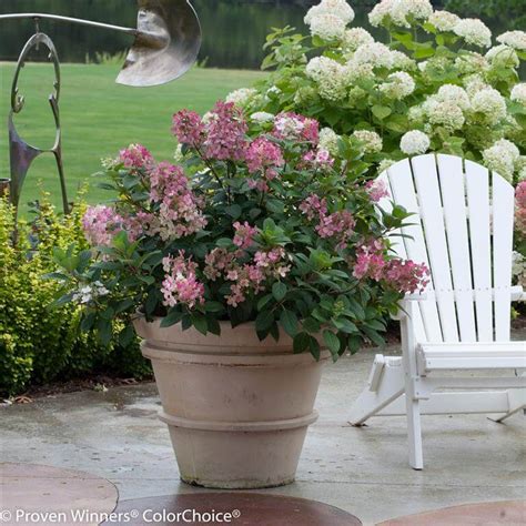 Little Quick Fire® Hydrangea For Sale At Maples N More Nursery