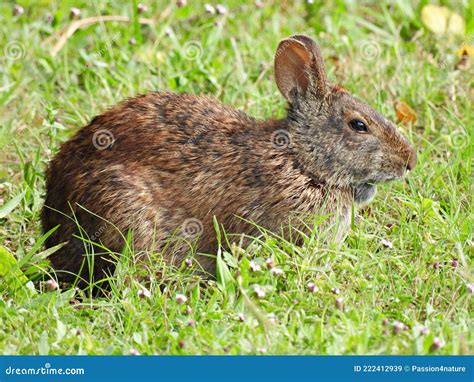 Marsh Rabbit Sylvilagus Palustris Stock Image Image Of Rabbit Grass