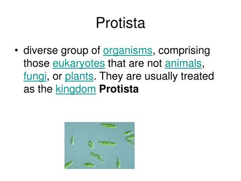 Ppt Protista Algae And Heterotrophic Protist Powerpoint Presentation Id150458