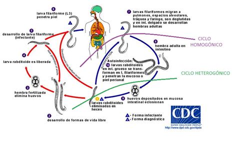 Trichuris Trichuris