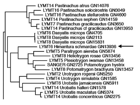 Phylogenetic Inference Obtained From A Maximum Likelihood Analysis Of