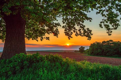 Wallpaper Sunset Nature Road Plants Big Tree Clouds Sky Sun