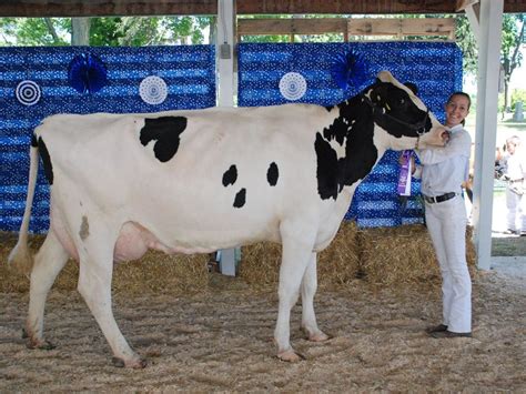 Dairy Cattle Newaygo County Fair