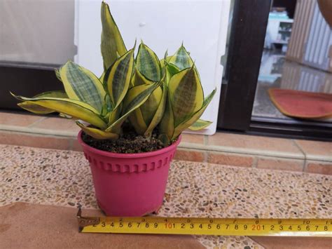 Bird Nest Sansevieria Variegated Mother In Law Tongue Dwarf Snake