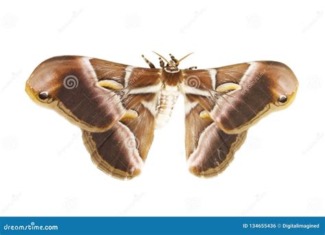 Samia Ricini Silk Moth On White Stock Photo Image Of Brown Wings