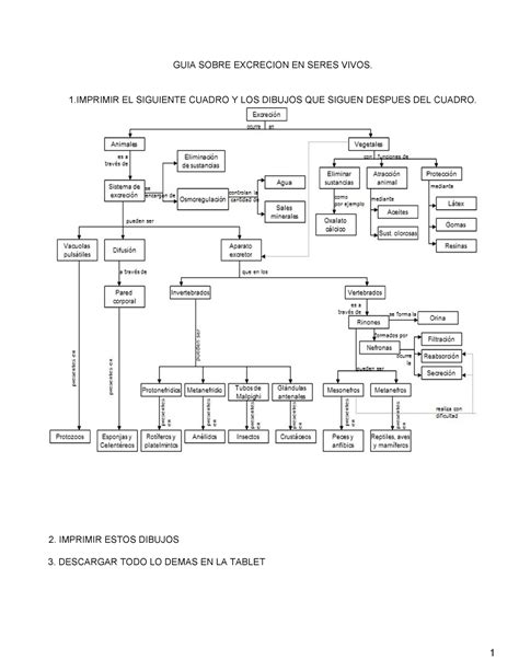 Taller Sobre Excrecion 2024 Octavos GUIA SOBRE EXCRECION EN SERES