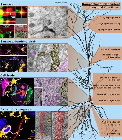 Shaping Neuronal Fate Functional Heterogeneity Of Direct Microglia