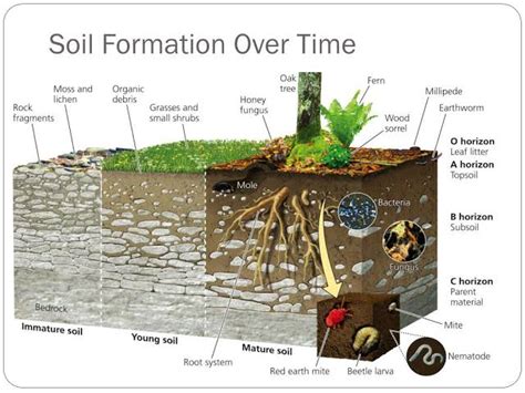 Soil Forming Factors Plantlet