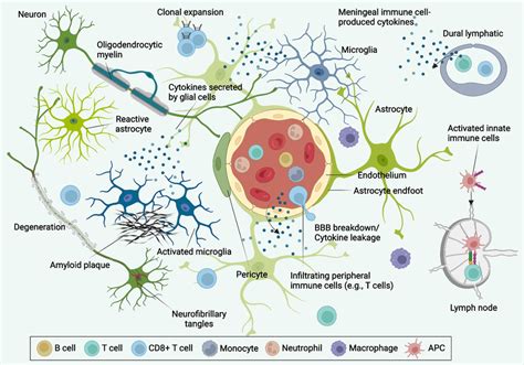 Neuroimmune Interactions In AD Neuropathology AD Is A Heterogeneous