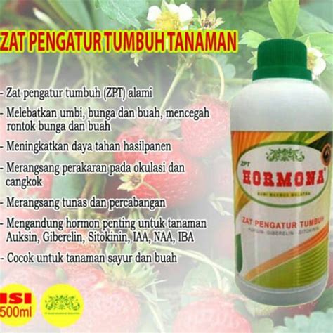 Jual Zat Perangsang Pertumbuhan Hormona Melebatkan Umbi Bunga Dan Buah