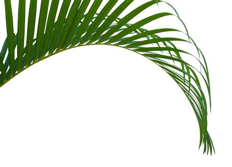 Aesthetic Palm Leaf Isolated Element 25254311 Png