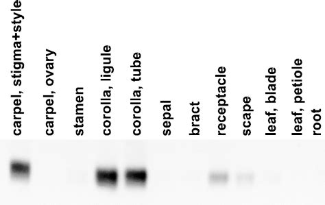 Rna Gel Blot Hybridization Analysis Showing The Tissue Specificity Of