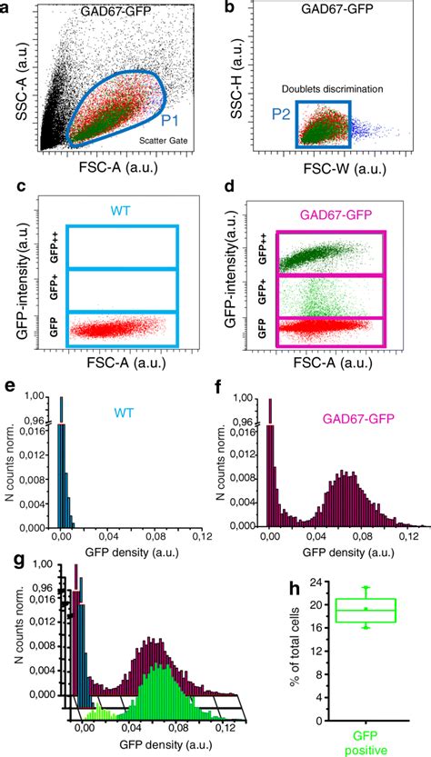 Facs Analysis Of Gad67 Gfp Primary Hippocampal Neurons A Scatter Plot