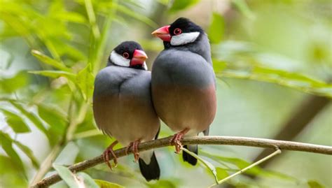 7 Pájaros Domésticos En Peligro De Extinción Mis Animales