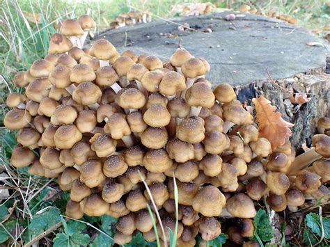 Armillaria Mellea Honiggelber Hallimasch Artengruppe Ar Flickr