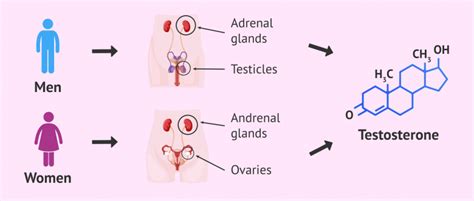 Testosterone Hormone What Is Its Function In Men And Women