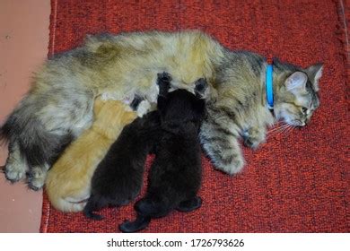 Persian cat mother and kitten ภาพสตอกปลอดคาลขสทธและรบสทธใช