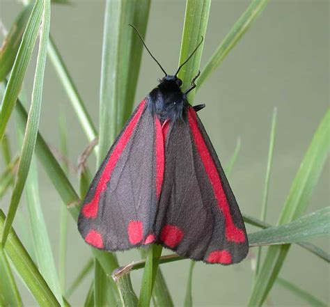 The Cinnabar Tyria Jacobaeae Ukmoths