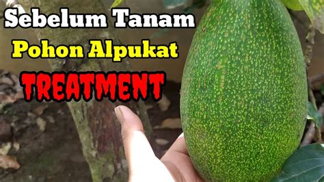 Perlakuan Bulan Sebelum Tanam Pohon Alpukat Youtube