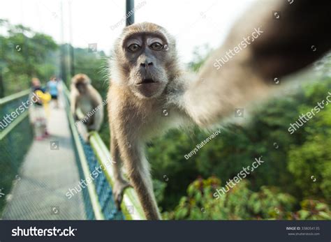 721 Selfie With Monkey Images, Stock Photos, 3D objects, & Vectors ...