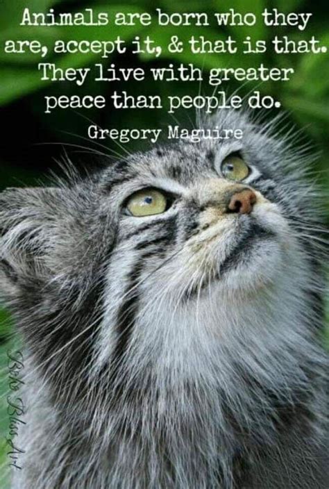 Pin By Cindy Bentley On Amazing Purrs With Images Animal Love