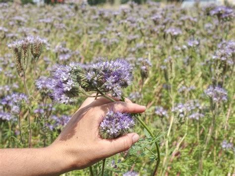 Premium Photo Farmer Woman Check Phacelia Tanacetifolia Blossom