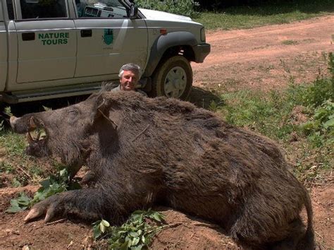 Craziest Pics: Giant wild boar