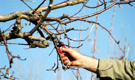 Registered Arborist Dan Ori On The Reasons To Prune An Apple Tree And How To Do It