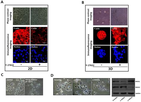 A Mcf Cells Were Seeded On Tissue Culture Plates For Culturing On