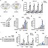 Jci Insight The Proto Oncogene Src Phosphorylates Cgas To Inhibit An