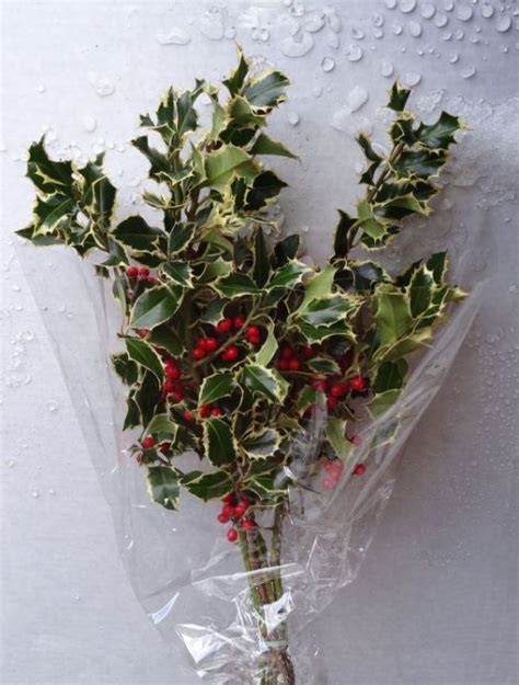 Holly Bouquet Variegated The Cottage Gardens Inc