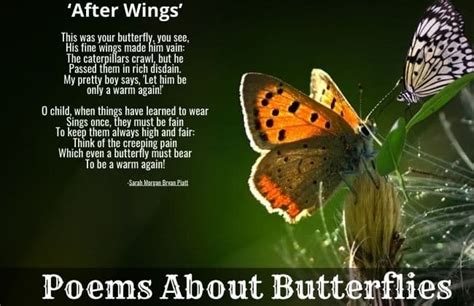 12 Poems About Butterflies Capturing Nature S Elegance