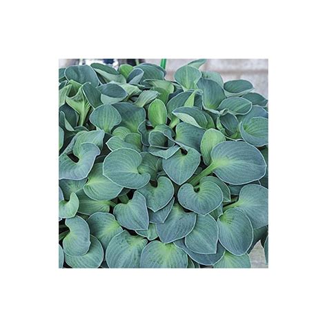 Spring Hill Nurseries Blue Mouse Ears Mini Hosta Compact Shade