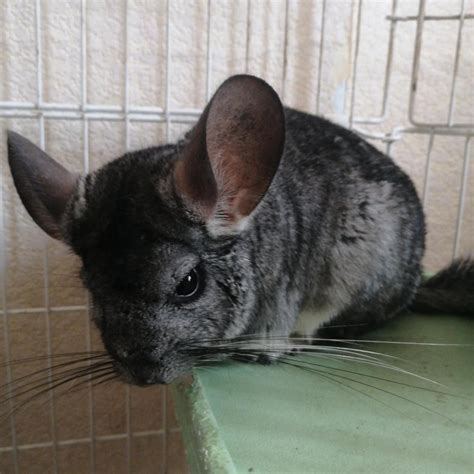 Продам шиншиллу с клеткой большой – купить в Большом Камне, цена 7 500 ...