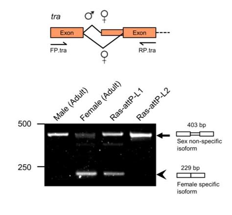 Figure S3 Cell Lines Have Sex Specific Gene Expression Patterns