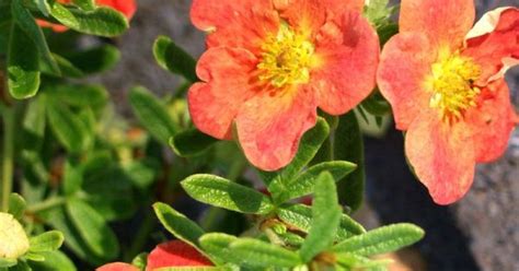 Dasiphora Frutmarian Red R Hanhikki Red Robin Vuorelan Puutarha
